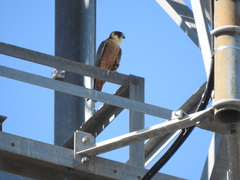 Falco longipennis