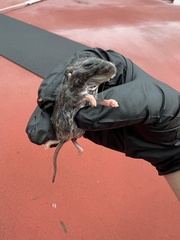 Rattus rattus