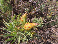Leucadendron rubrum