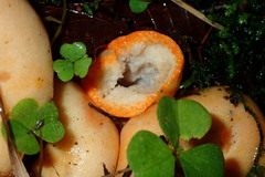 Lactarius salmonicolor