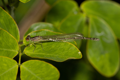 Austroagrion watsoni