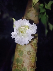 Parmentiera cereifera