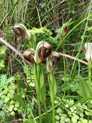 Pterostylis cucullata