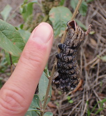 Acherontia atropos