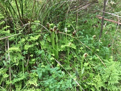 Pterostylis cucullata