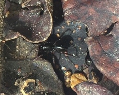 Oedignatha