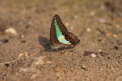 Graphium sarpedon sarpedon