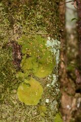 Coenogonium implexum