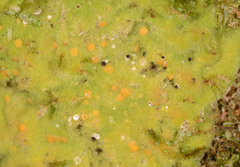 Coenogonium implexum