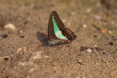 Graphium sarpedon sarpedon
