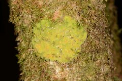 Coenogonium implexum