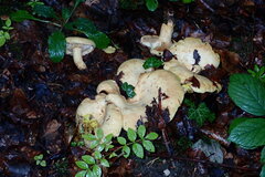 Lactarius intermedius