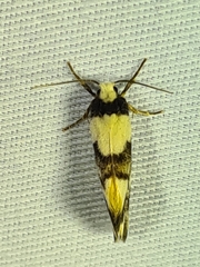 Philenora aspectalella