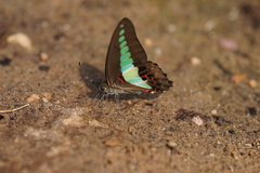 Graphium sarpedon sarpedon