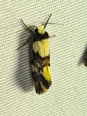 Philenora aspectalella