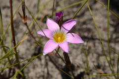 Romulea rosea
