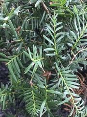 Taxus cuspidata