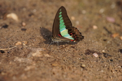 Graphium sarpedon sarpedon