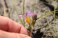 Romulea rosea