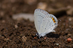 Everes lacturnus