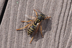 Polistes nimpha