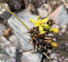 Bobartia orientalis