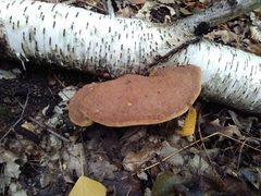 Hapalopilus rutilans