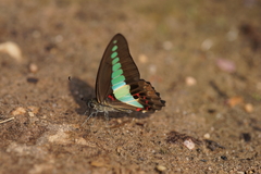 Graphium sarpedon sarpedon