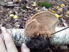 Hapalopilus rutilans