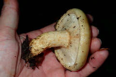 Lactarius intermedius