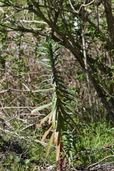Euphorbia lathyris