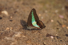 Graphium sarpedon sarpedon