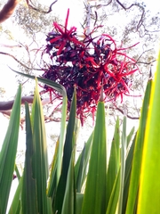 Doryanthes excelsa