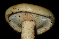 Lactarius intermedius