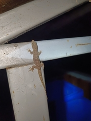 Hemidactylus garnotii