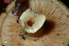 Lactarius intermedius