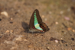 Graphium sarpedon sarpedon