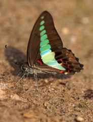 Graphium sarpedon sarpedon