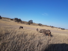 Connochaetes taurinus taurinus