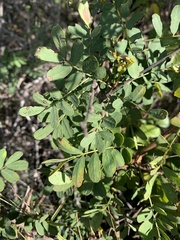 Senna gaudichaudii