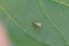 Chrysotus