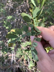 Senna gaudichaudii