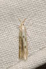 Coleophora squalorella
