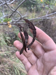 Senna gaudichaudii