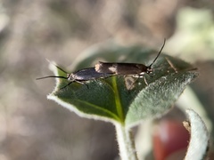 Scythris trivinctella