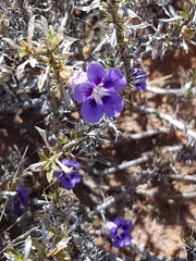 Aptosimum spinescens