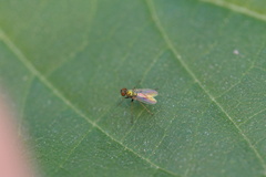 Chrysotus
