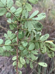 Senna gaudichaudii
