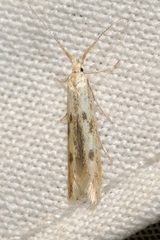 Coleophora squalorella