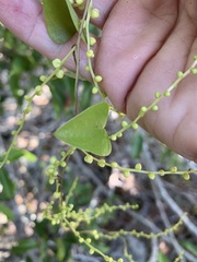 Dioscorea transversa